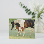 米国、フロリダの生まれたばかりのなペンキの雌の子馬 ポストカード (スタンド正面)