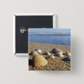 米国、フロリダ州、沿岸海の貝 缶バッジ (正面&裏面)