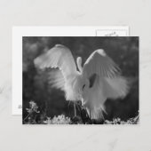 米国，フロリダ，エグレ素晴らしト（アルデア・アルバ）赤外線3 ポストカード (正面/裏面)