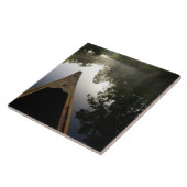 米国、フロリダ、オカラ国有林、アレクサンダー タイル (側面)