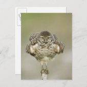 米国，フロリダ，コーラル岬，穴掘りのクローズアップ ポストカード (正面/裏面)