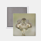 米国，フロリダ，コーラル岬，穴掘りのクローズアップ マグネット (正面/裏面)