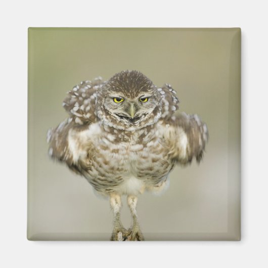 米国，フロリダ，コーラル岬，穴掘りのクローズアップ マグネット (正面)