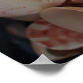 米国、フロリダ。サンタローザの貝殻の密封 ポスター (角)