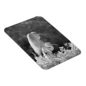 米国, フロリダ, ダイサギ (Ardea alba) 赤外線 マグネット (右側)