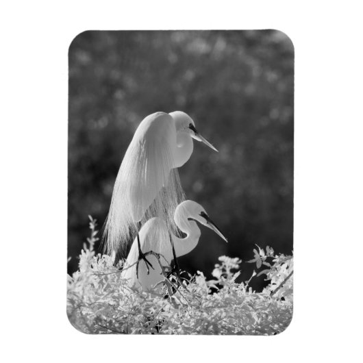 米国, フロリダ, ダイサギ (Ardea alba) 赤外線 マグネット (縦)