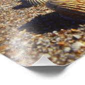 米国、フロリダ、沿岸海貝殻 フォトプリント            (角)