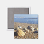 米国、フロリダ、沿岸海貝殻 マグネット (正面/裏面)