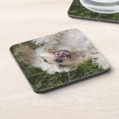 米国、フロリダ、Ponte Vedra Beach コースター (左側)