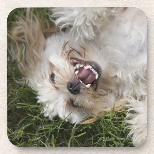 米国、フロリダ、Ponte Vedra Beach コースター (正面)