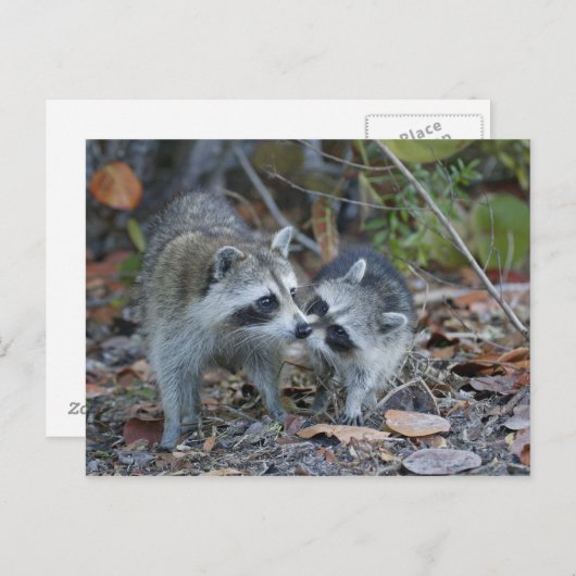 米国、フロリダ、Sanibelの丁の最愛の国民 ポストカード (正面/裏面)