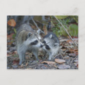 米国、フロリダ、Sanibelの丁の最愛の国民 ポストカード (正面)