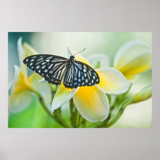 米国、ペンシルバニア州。アゲハチョウ蝶 ポスター (正面)