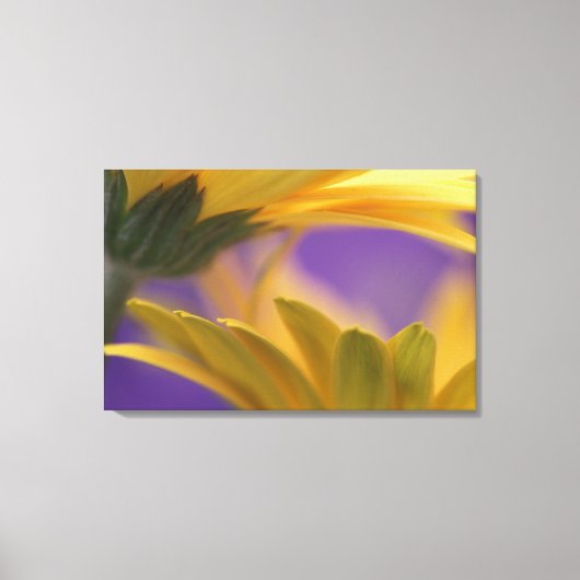 米国、ペンシルバニア州。イエローガーベラデイジー、閉じる キャンバスプリント (正面)