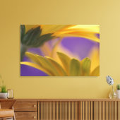 米国、ペンシルバニア州。イエローガーベラデイジー、閉じる キャンバスプリント (インサイチュ (リビング))