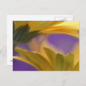 米国、ペンシルバニア州。イエローガーベラデイジー、閉じる ポストカード (正面/裏面)