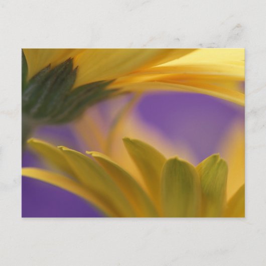 米国、ペンシルバニア州。イエローガーベラデイジー、閉じる ポストカード (正面)