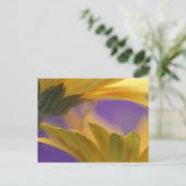 米国、ペンシルバニア州。イエローガーベラデイジー、閉じる ポストカード (スタンド正面)