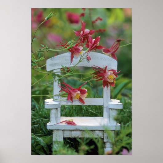 米国、ペンシルバニア州。オダマキ(植物)花と椅子 ポスター (正面)