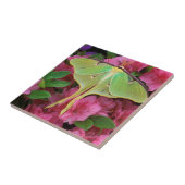 米国、ペンシルバニア州。ピンクのクレマティスのルナモス タイル (側面)