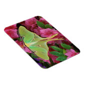 米国、ペンシルバニア州。ピンクのクレマティスのルナモス マグネット (右側)