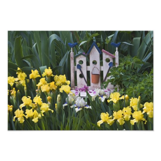 米国、ペンシルバニア州。庭の虹彩が成長すのまわりにる フォトプリント            (正面)