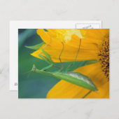 米国、ペンシルバニア州。雌祈性人炎 ポストカード (正面/裏面)