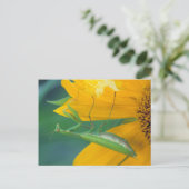 米国、ペンシルバニア州。雌祈性人炎 ポストカード (スタンド正面)