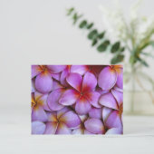 米国、マウイ、ハワイ。ピンクのプルメリアが咲く。 ポストカード (スタンド正面)