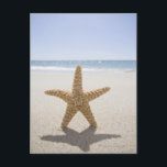 米国、マサチューセッツ州、ケープコッド、ナンタケット、クローズ ポストカード<br><div class="desc">AssetID: 114851544 / {Chris Hackett} / USA,  Massachusetts,  Cape Cod,  Nantucket,  close</div>