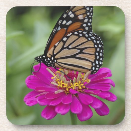 米国、マサチューセッツ州、ボイストン、タワーヒル コースター (正面)