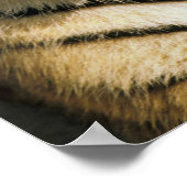 米国、ミシガン、デトロイト。タイガー・デトロイト動物園 ポスター (角)