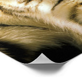 米国、ミシガン、デトロイト。タイガー・デトロイト動物園 ポスター (角)