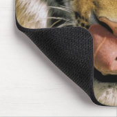 米国、ミシガン、デトロイト。タイガー・デトロイト動物園 マウスパッド (コーナー)