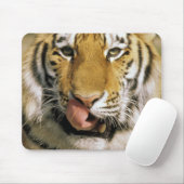 米国、ミシガン、デトロイト。タイガー・デトロイト動物園 マウスパッド (マウス)
