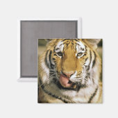 米国、ミシガン、デトロイト。タイガー・デトロイト動物園 マグネット (正面/裏面)