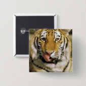 米国、ミシガン、デトロイト。タイガー・デトロイト動物園 缶バッジ (正面&裏面)