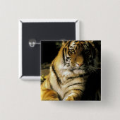 米国、ミシガン、デトロイト。デトロイト動物園，タイガー3 缶バッジ (正面&裏面)