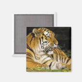 米国、ミシガン、デトロイト。デトロイト動物園、タイガー マグネット (正面/裏面)