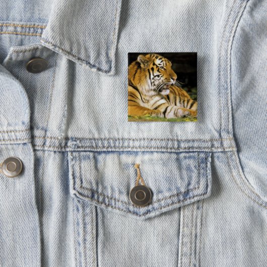 米国、ミシガン、デトロイト。デトロイト動物園、タイガー 缶バッジ (インサイチュ)