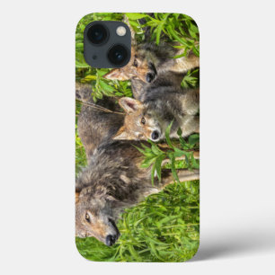 米国、ミネソタの砂岩、ミネソタの野性生物12 iPhone 13ケース