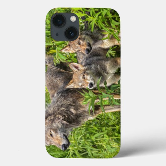 米国、ミネソタの砂岩、ミネソタの野性生物12 Case-Mate iPhoneケース (裏面)