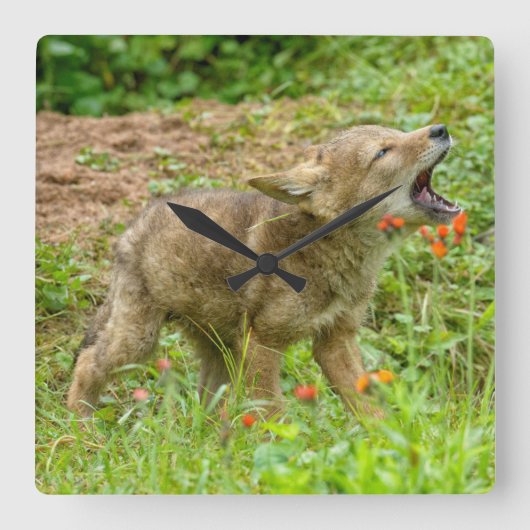 米国、ミネソタの砂岩、ミネソタの野性生物17 スクエア壁時計 (正面)