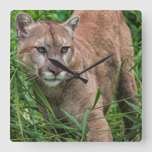米国、ミネソタの砂岩、ミネソタの野性生物18 スクエア壁時計 (正面)