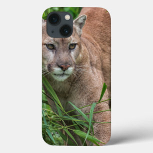 米国、ミネソタの砂岩、ミネソタの野性生物18 iPhone 13ケース