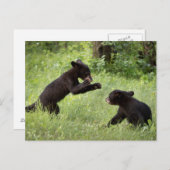 米国、ミネソタの砂岩、ミネソタの野性生物22 ポストカード (正面/裏面)