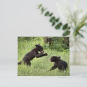 米国、ミネソタの砂岩、ミネソタの野性生物22 ポストカード (スタンド正面)