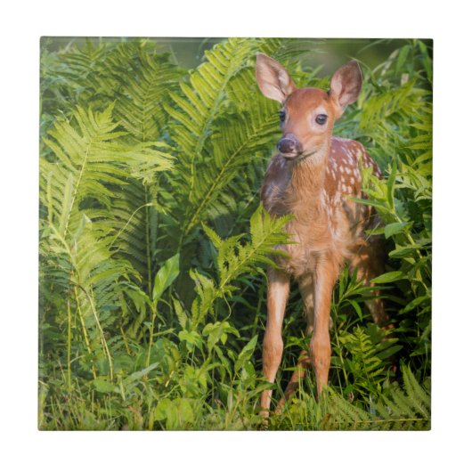 米国、ミネソタ、サンドストーン、ミネソタ野生生物10 タイル (正面)