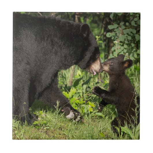 米国、ミネソタ、サンドストーン、ミネソタ野生生物13 タイル (正面)