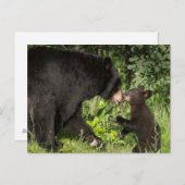 米国、ミネソタ、サンドストーン、ミネソタ野生生物13 ポストカード (正面/裏面)